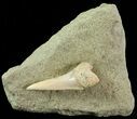 Mako Shark Tooth Fossil On Sandstone - Bakersfield, CA #68995-1